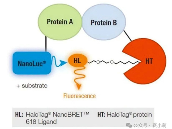 產(chǎn)品應用｜Varioskan LUX多功能酶